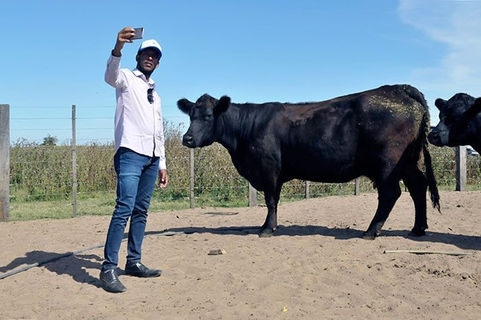 Ganadería: Genética pampeana a Etiopía