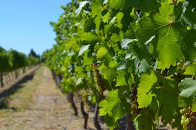 Proyectos de riego de Bajo de los Baguales y Planicie Curacó