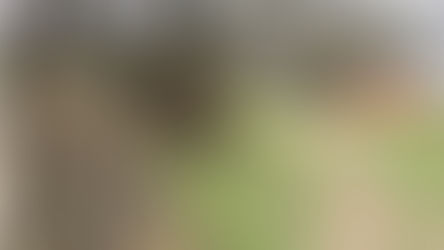 Decomisan 8500 postes y 20 toneladas de rollizos de caldén