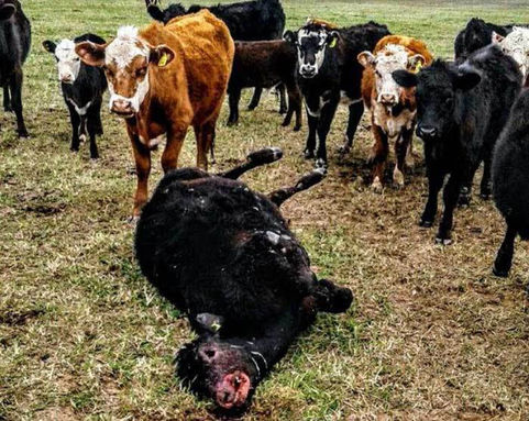 Nuevo caso de vaca mutilada que podría esclarecer el fenómeno