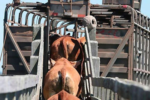 Otra estafa con cheques en la compra de vacas a productores