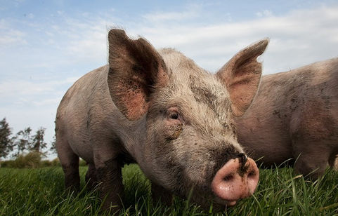 Carneadas en los campos pampeanos y un peligro: la triquinosis