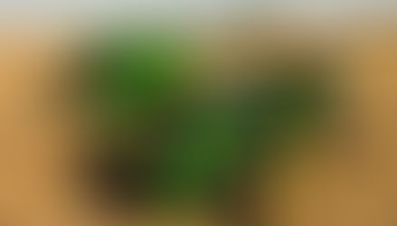 Por el campo, la economía revirtió un año de caídas y creció 2,6% en mayo