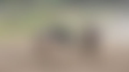 Denunciarán por ''apología del delito'' a los galgueros