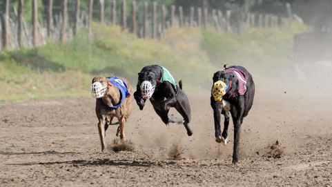 Denunciarán por ''apología del delito'' a los galgueros