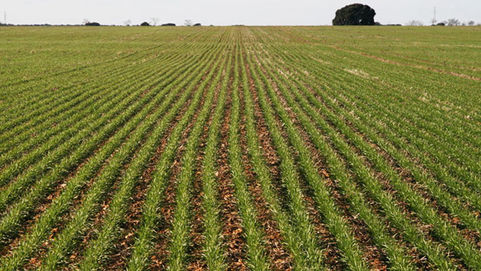 Agricultura: El barbecho químico y los herbicidas residuales