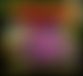 Hoy finales del Torneo Nocturno