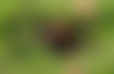 Caso de triquinosis en campo cercano a General Acha