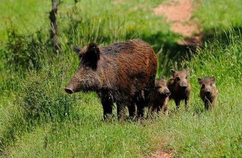 Caso de triquinosis en campo cercano a General Acha
