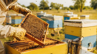 Impulsan una nueva línea de créditos para productores apícolas de La Pampa