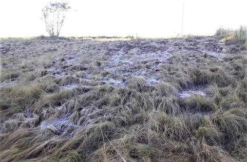 Una helada en pleno verano en La Pampa
