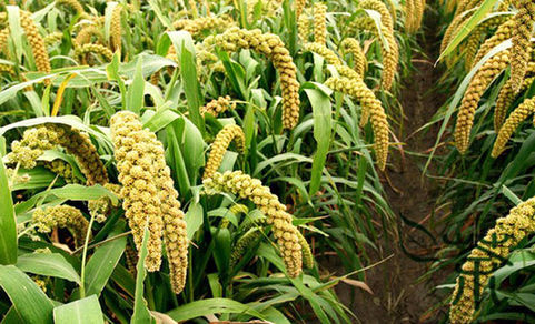 Agricultura: Mijo es una especie que pide campo (*)