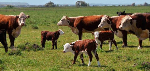 Ganadería: La importancia de controlar la tuberculosis bovina
