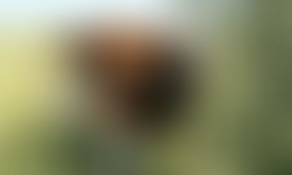 Productores adelantaron la venta de terneros y vacas