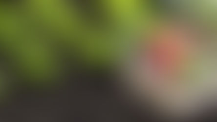 Hubo récord de entrega de semillas ProHuerta del INTA