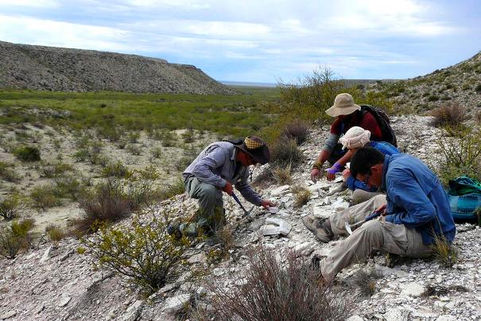 Encuentran restos de dinosaurios, tortugas, tiburones y corales en Puelén