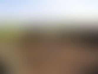 Ganadería del futuro en el Caldenal: Luan Toro recibe la jornada “Tranquera Abierta Braford”