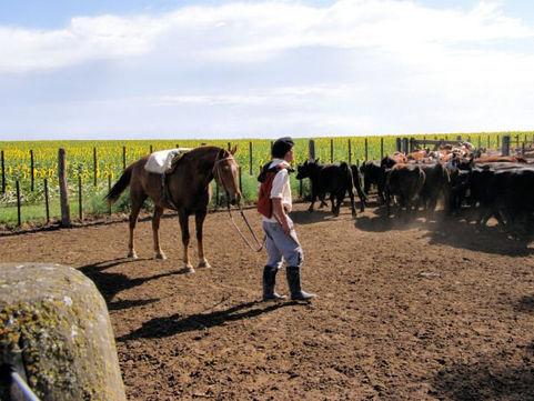 Ganadería del futuro en el Caldenal: Luan Toro recibe la jornada “Tranquera Abierta Braford”