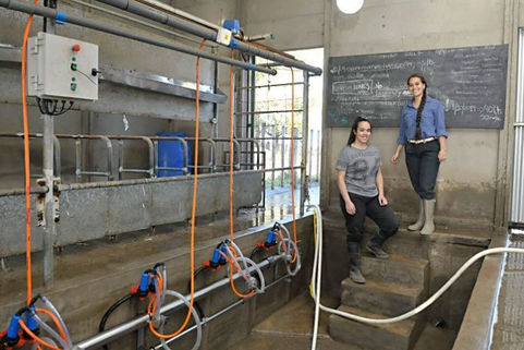 Beneficios del queso de oveja