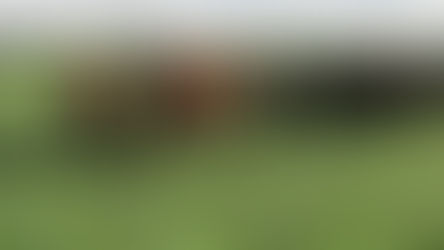 Brucelosis bovina: Por qué cumplir con la determinación obligatoria de estatus