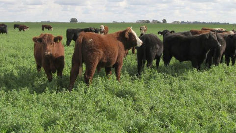 Brucelosis bovina: Por qué cumplir con la determinación obligatoria de estatus