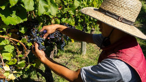 Revolución en el vino pampeano: La Bodega Casa de Piedra celebra su primera e histórica vendimia
