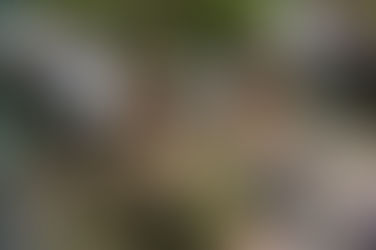 Arrojan basura en camino vecinal de Winifreda