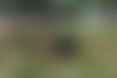 Faenaron una vaca que era para investigación