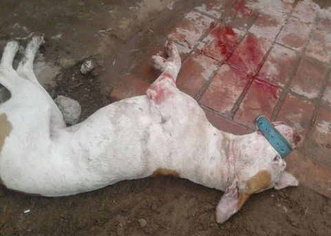 Mataron un perro de un hachazo mientras peleaba