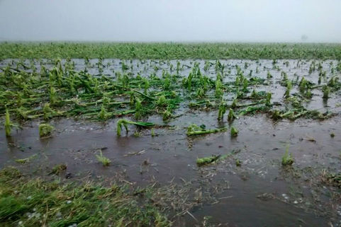 Productores afectados por la piedra reclaman ayuda de forma “urgente”