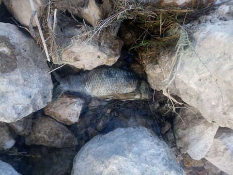 Atuel: el corte del río sumó una cruenta postal de peces muertos