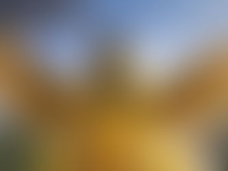 Chos, el cardenal amarillo que se convierte en el nuevo símbolo de La Pampa Original