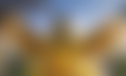 Chos, el cardenal amarillo que se convierte en el nuevo símbolo de La Pampa Original