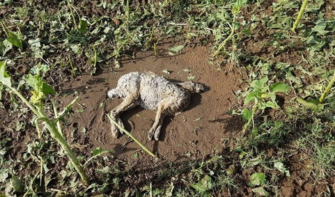 Unas 6 mil hectáreas destruidas por el granizo en el norte pampeano