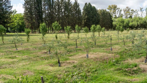 La Pampa impulsa la forestación: comienza la venta de especies en viveros provinciales