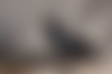 Una de las aves invasoras más dañinas llegó a La Pampa