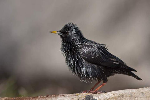 Una de las aves invasoras más dañinas llegó a La Pampa