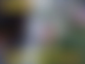 Sigue la vacunación antirrábica para perros y gatos