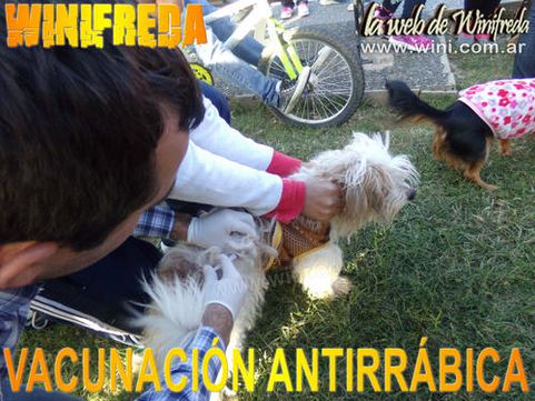 Sigue la vacunación antirrábica para perros y gatos