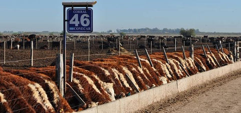 Ganadería: La Pampa con 106 hotelerías feedlot