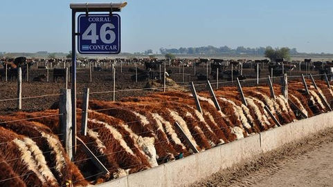 Ganadería: La Pampa con 106 hotelerías feedlot
