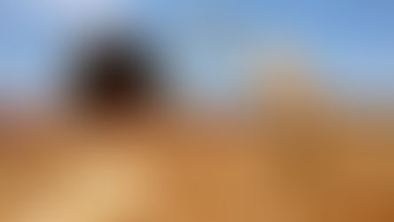 Agricultura: Escenario productivo de trigo 2020