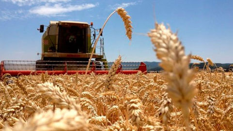 Agricultura: Escenario productivo de trigo 2020