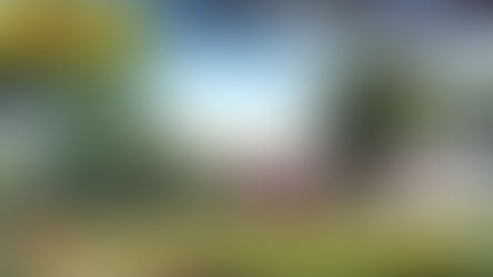 Winifreda: continuará el plan de forestación