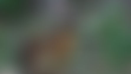 Inicia temporada de caza comercial de liebre europea