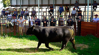 La Pampa exporta genética ganadera: Cabaña Mayaco envió reproductores a Uruguay