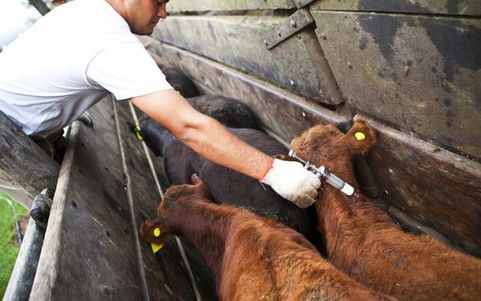 El 1 de octubre vence el plazo para reacreditarse en programas de sanidad animal