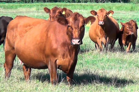 Crisis de la Ganadería: Alarmante aumento en la faena de vientres