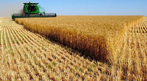 Agricultura: En La Pampa la cosecha de trigo alcanzó 871 mil toneladas