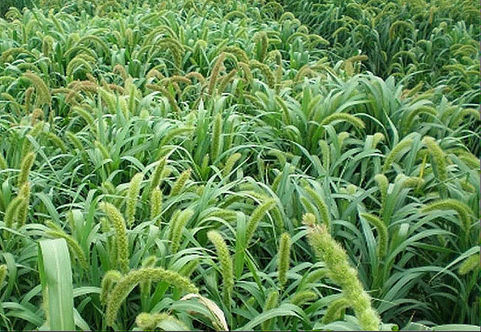 Moha: su aporte a la ganadería de alta producción